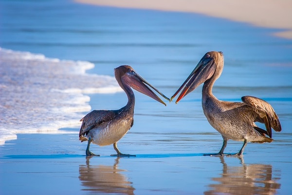 Two-pelicans-Galapagos-Vacations-The-Galapagos-Islands
