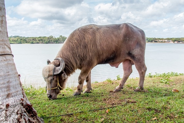 Wild-Water-Buffalo-on-Marajo-Island-Brazil