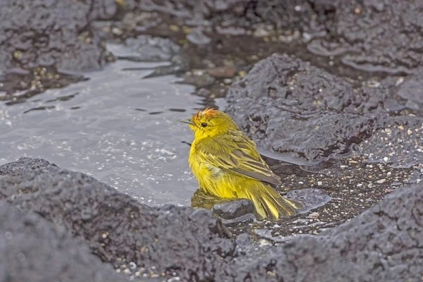 Yellow-Warbler-Isabela-Island