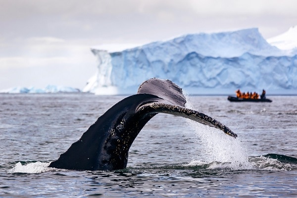 Zodiac-Whale-Watching