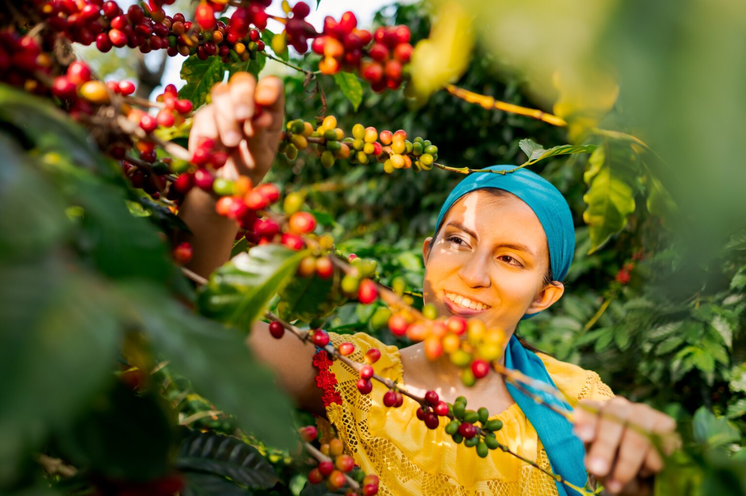 Latin,Woman,Collecting,Coffee,Beans,In,A,Coffee,Field.