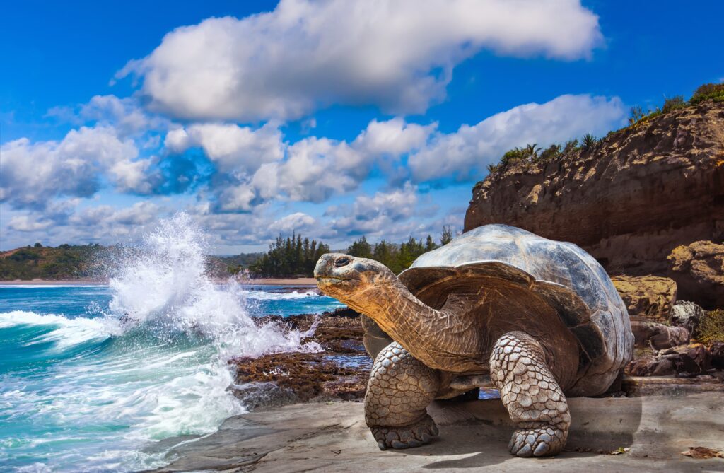 shutterstock_2316709979-Galapagos-Tortoise-scaled