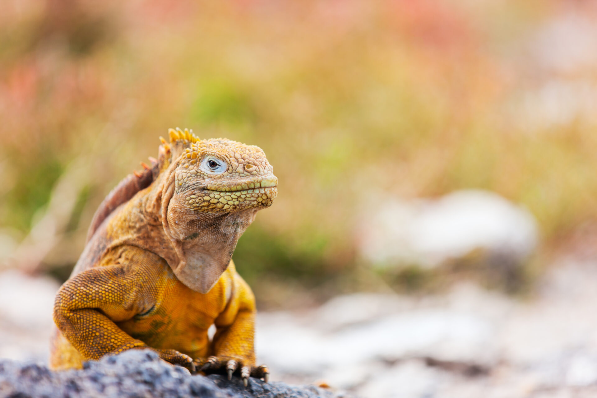 shutterstock_326666363-Galapagos-Land-Iguana-scaled